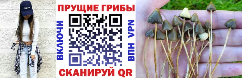 Купить закладки  Зеленокумск  Псилоцибиновые грибы MAGIC MUSHROOMS 